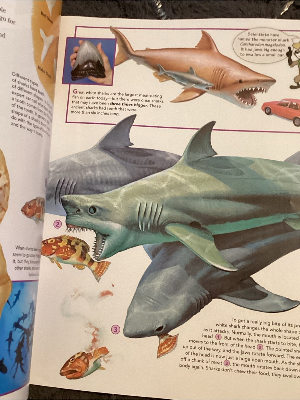 July/Aug 2019 Ranger Rick Zoobooks Kids Magazine - Picture 2 of 3